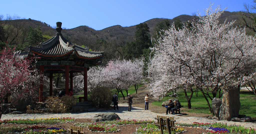 由于独特的山林地势,随着最近各色花卉逐渐盛开,香山的春天才刚刚开始